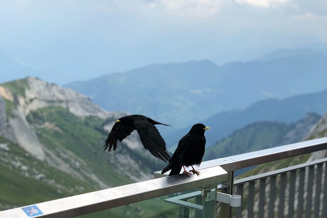 Mt. Pilatus and Cruise on Lake Lucerne Private Tour From Zurich - The Sum Up