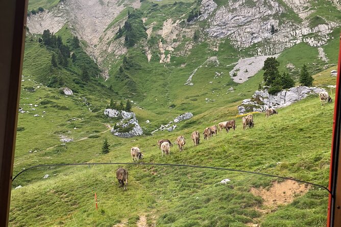 Mt. Pilatus With Lake of Lucerne Cruise Private Tour From Lucerne - Traveler Photos