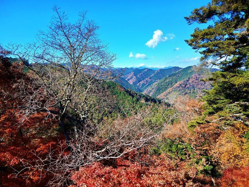 Mt. Takao Full-Day Tour with Tattoo-Friendly Hot Spring - What the Mt. Takao Portion Offers