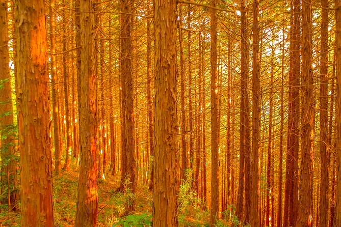 Mt.TAKAO Trekking 1 Day Tour - Tips for a Successful Trekking Experience