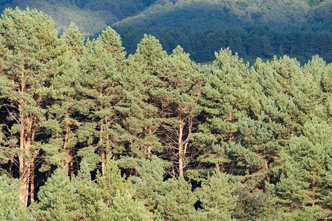 Mt. Teide and Masca Valley Tour in Tenerife - Common Questions