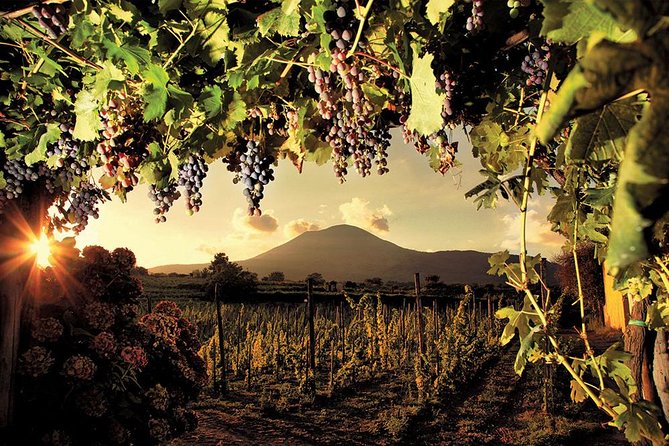 Mt. Vesuvius Wine Tasting and Lunch Experience From Pompeii - Experience Overview
