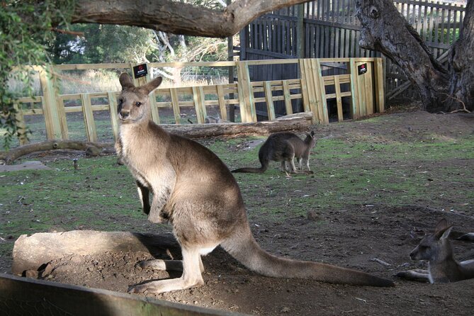 Mt. Wellington, Bonorong and Richmond Day Tour From Hobart - Common Questions