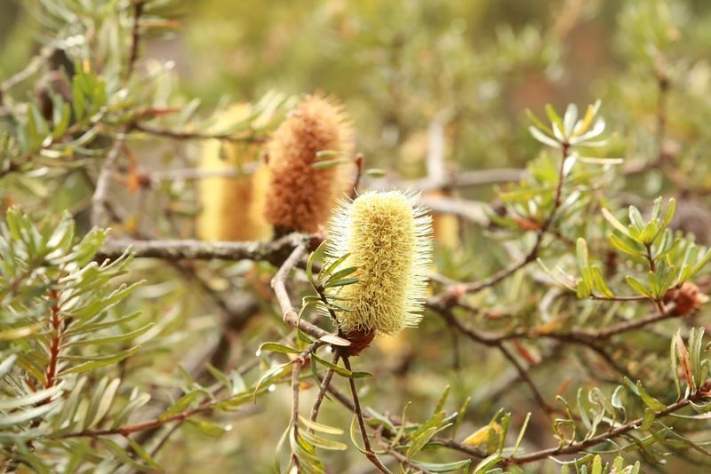 Mt Wellington Morning Walking Tour - What the price includes, and what it doesn’t