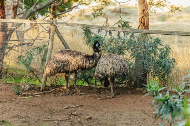 Mt Wellington, Mt Field, Bonorong & Richmond Day Trip - Customer Reviews