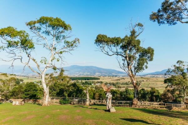 Mt Wellington, Mt Field, Bonorong & Richmond Day Trip - Common Questions
