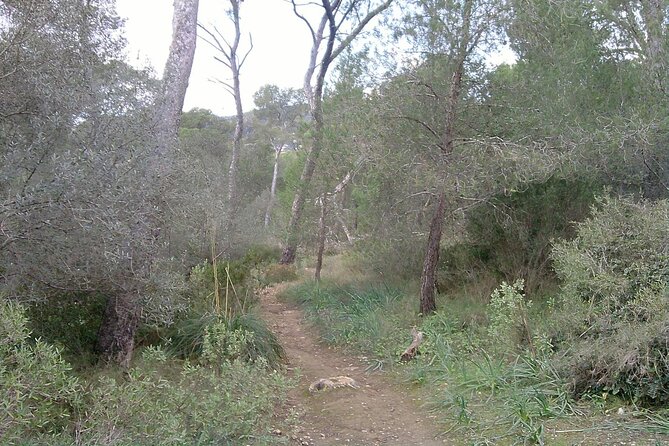 MTB Guided Tour in Bellver Forest and Na Burguesa Mount..E-MTB Op - Route Highlights