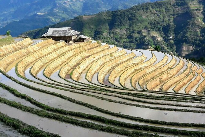 Mu Cang Chai 3 Day Tour With Terraced Fields, Trekking, Homestay - Tour Highlights