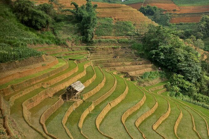 Mu Cang Chai One Day Trekking Tour With Local Guide - The Visual Feast for Photographers