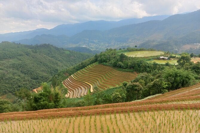 Mu Cang Chai One Day Trekking Tour With Local Guide - A Few Considerations