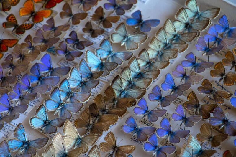 MUCBO | Jardí Botànic de Sóller - Balearic Museum of Natural Sciences - Practical Details and Tips