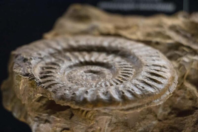 MUCBO | Jardí Botànic de Sóller - Balearic Museum of Natural Sciences - Final Thoughts