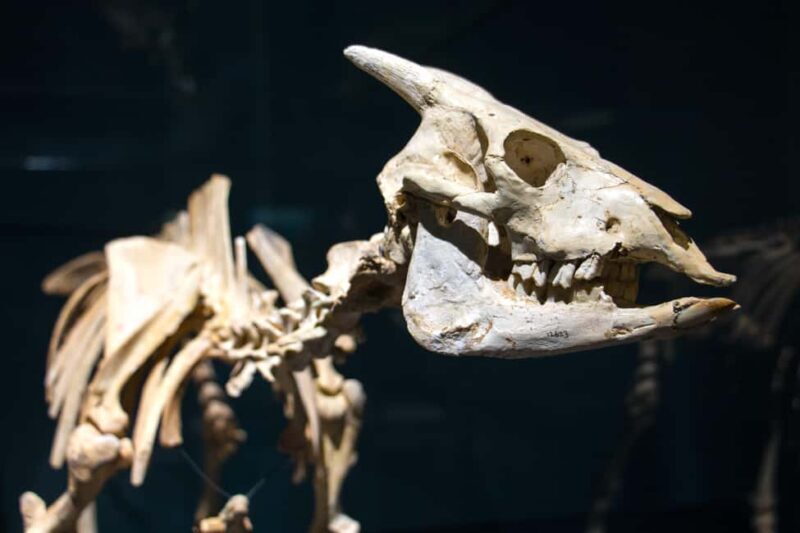 MUCBO | Jardí Botànic de Sóller - Balearic Museum of Natural Sciences - FAQs