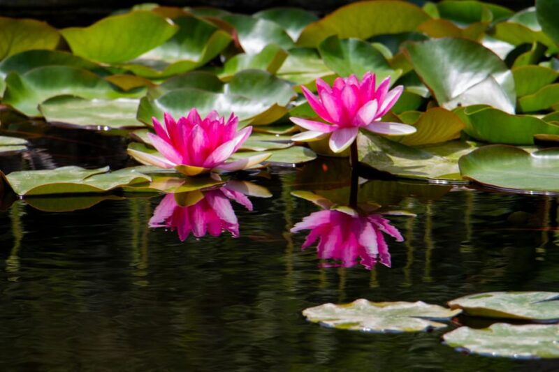 MUCBO | Sóller Botanical Garden - Balearic Museum of Natural Sciences - Attractions and Exhibits