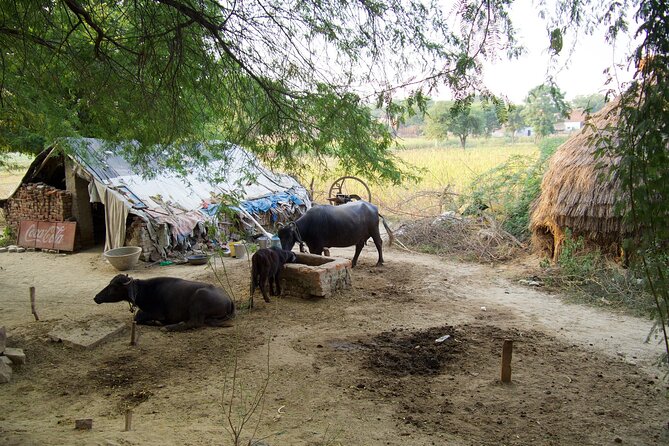 Mughal Heritage Walk in Kachhpura Village Around Taj Mahal - Directions