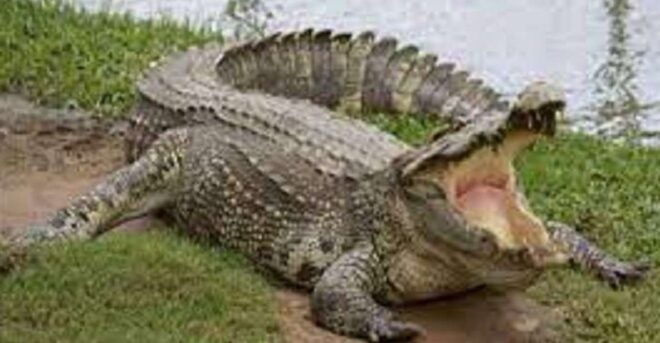 Mughal Majesty & Wildlife Wonders: 3 Days 2 Night - Inclusions and Logistics