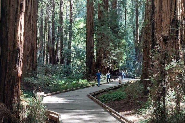 Muir Woods and Sausalito Half-Day Small Group Tour - At a glance