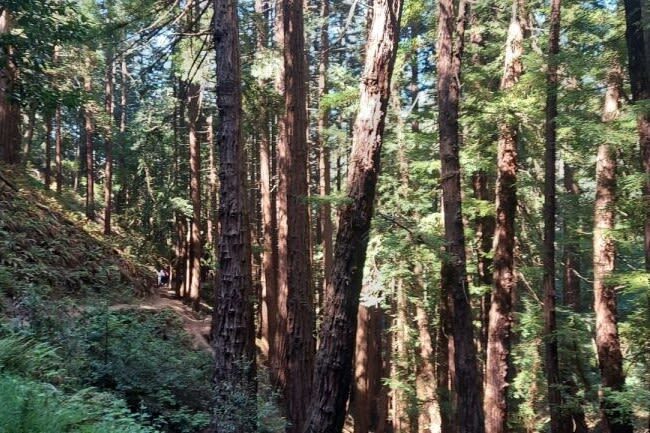 Muir Woods and Sausalito Half-Day Small Group Tour - A relaxed hour on the Sausalito waterfront