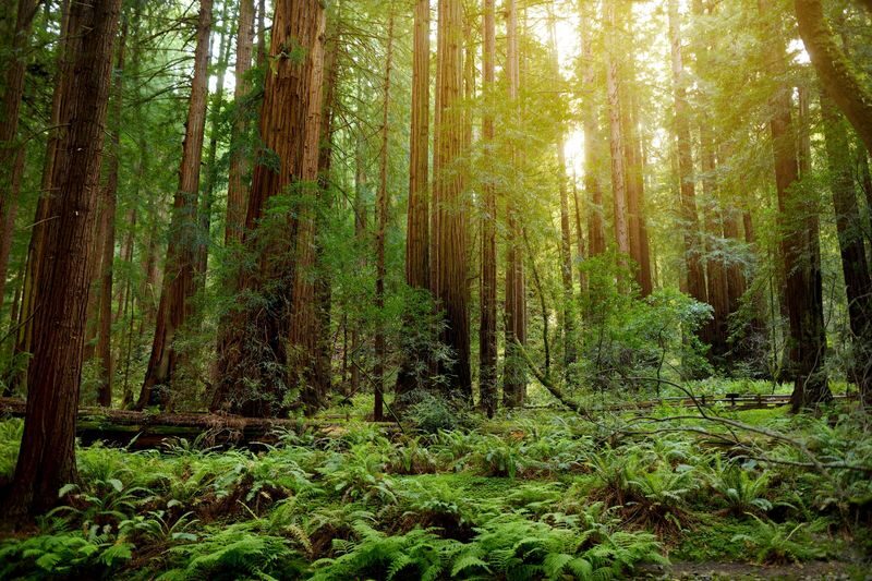 Muir Woods and Sausalito Half Day Tour - At a glance