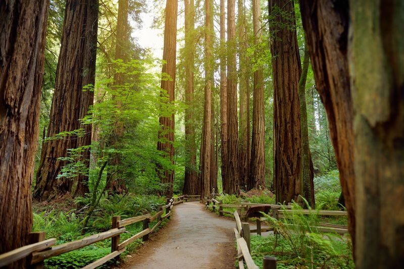 Muir Woods and Sausalito Half Day Tour - A short stop in Sausalito