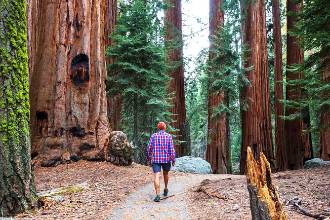 Muir Woods and Sausalito Half Day Tour - Tour Pricing and Booking Information