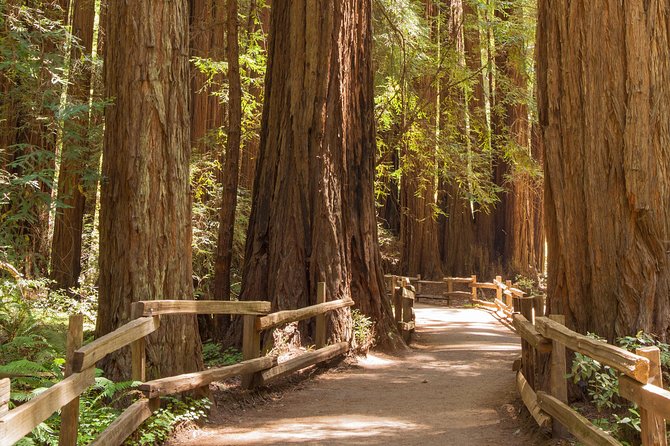 Muir Woods and Sausalito Small-Group Tour - Tour Overview