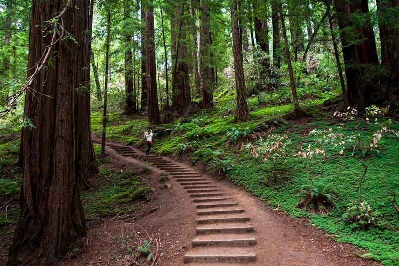 Muir Woods Redwood Forest and Sausalito Tour from San Francisco - Crossing the Golden Gate Bridge