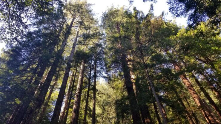 Muir Woods, Sausalito and Ferry Back to Fishermans Wharf - Experience Highlights