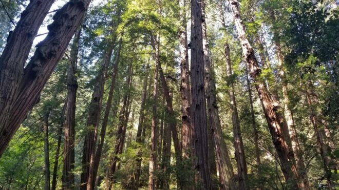 Muir Woods, Sausalito and Ferry Back to Fishermans Wharf - Itinerary