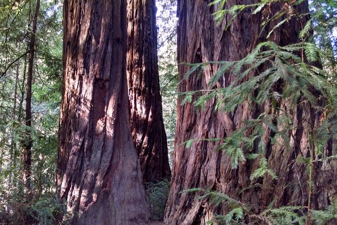 Muir Woods, Sausalito and Tiburon Day Trip From San Francisco - Benefits of Choosing This Tour