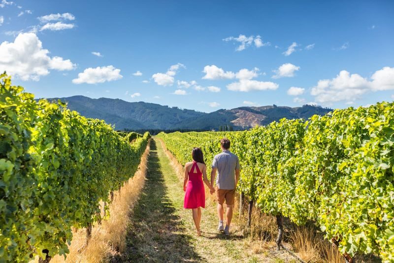 Muir Woods, Sonoma and Napa Wine Country Day Tour from San Francisco - The day at a glance