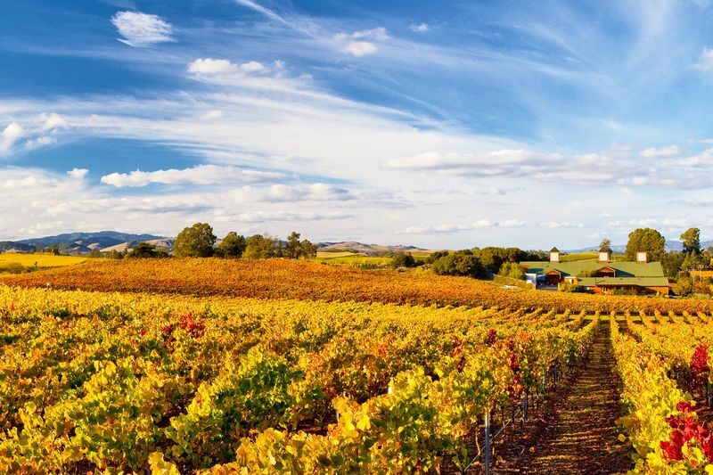 Muir Woods, Sonoma and Napa Wine Country Day Tour from San Francisco - Sonoma Plaza gives you a proper lunch break