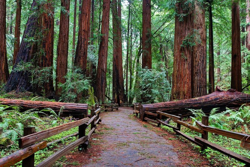 Muir Woods, Sonoma and Napa Wine Country Day Tour from San Francisco - Three tastings, with winery visits that can differ