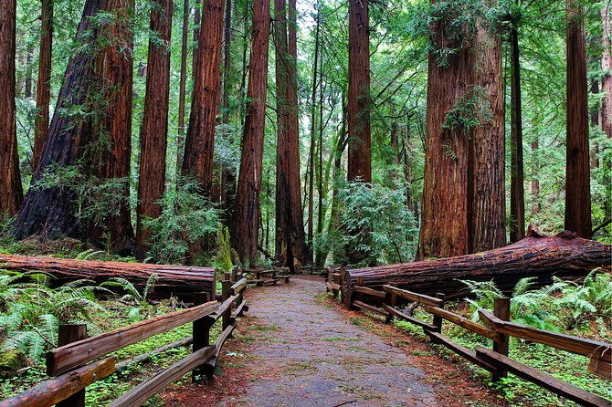 Muir Woods with Napa & Sonoma Wine Tour + Alcatraz & Aquarium Access - Good To Know
