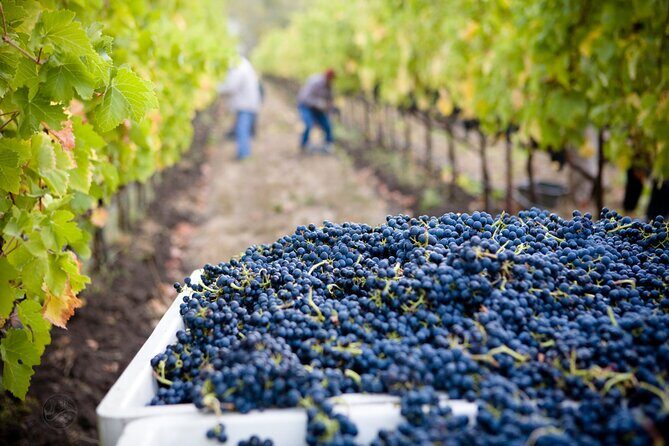Muir Woods with Napa & Sonoma Wine Tour + Alcatraz & Aquarium Access - Practical Details and Logistics
