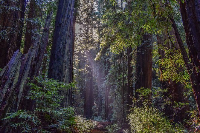 Muir Woods with Napa & Sonoma Wine Tour + Alcatraz & Aquarium Access - FAQ