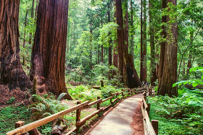 Muir Woods With Napa & Sonoma Wine Tour - Positive Reviews and Praise for Tour Guides