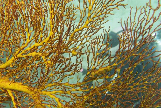Muiron Island Diving Tour - Diving Options