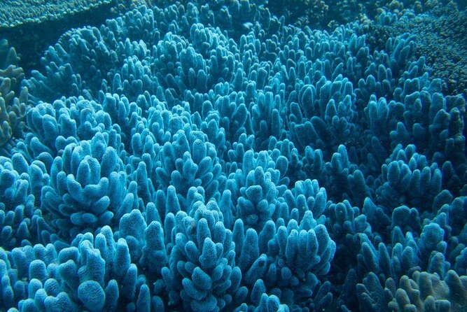Muiron Island Diving Tour - Cancellation Policy