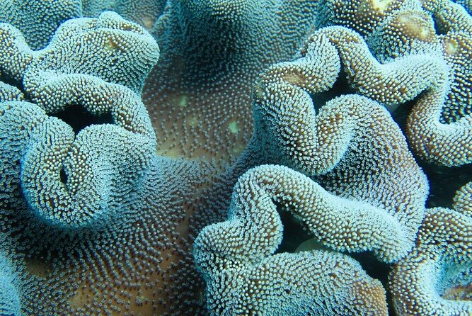 Muiron Island Diving Tour - Reviews and Ratings