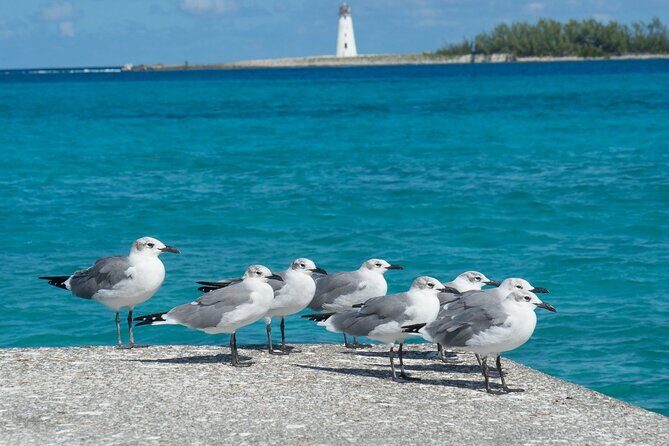 Multi-day Barbados 4WD Tour from Accra Beach Hotel - The Experience: What to Expect from the Barbados 4WD Tour