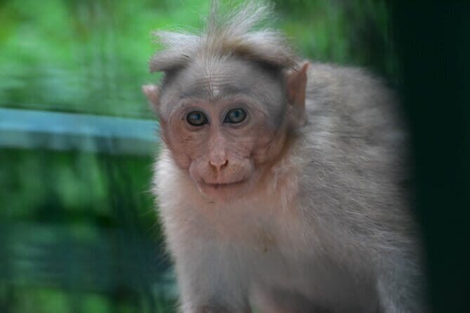 Multi Day Private Guided Tour of Kerala from Kochi by Car - FAQ