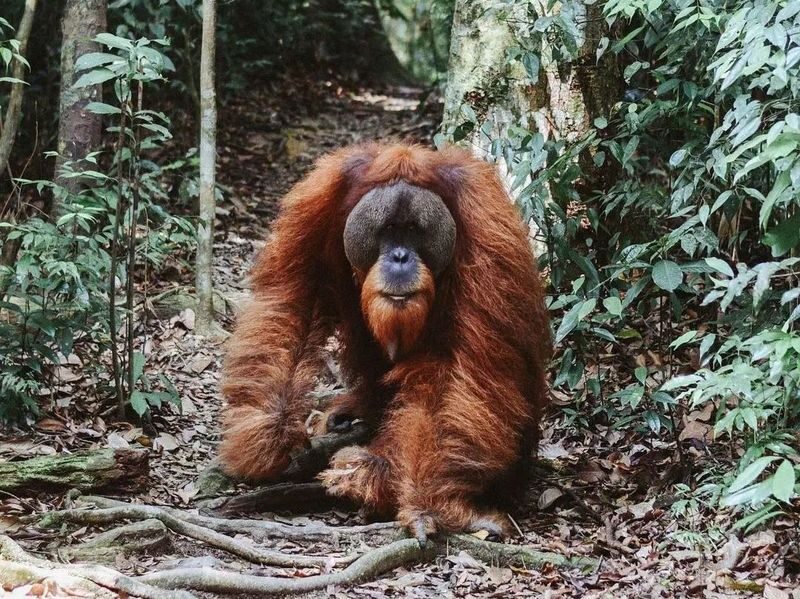 Multi-Day Private Wildlife & Volcano Hiking Experience - At a glance
