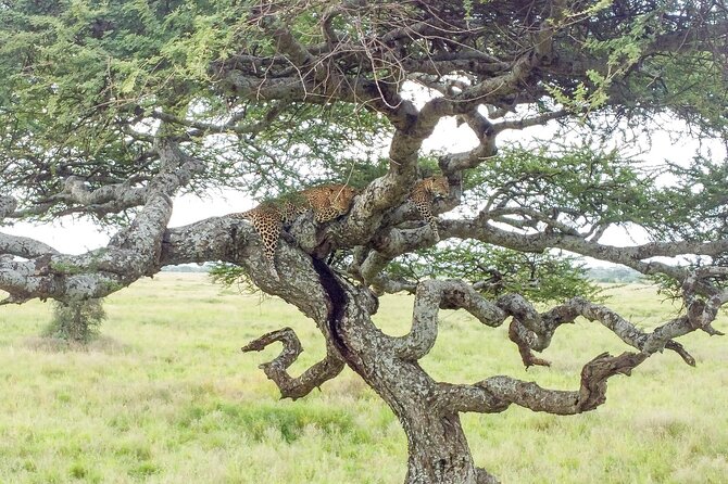 Multi-Day Safari to Serengeti N.P. From Zanzibar With Flights - Pricing and Availability Information