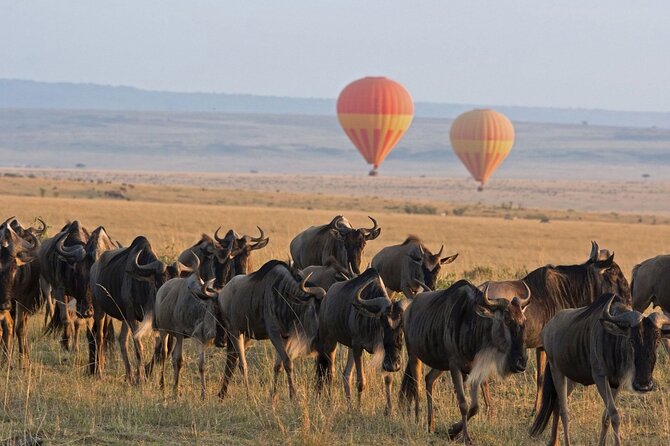 Multi Day Safari Tour in Arusha Tanzania - Safari Guide Expertise