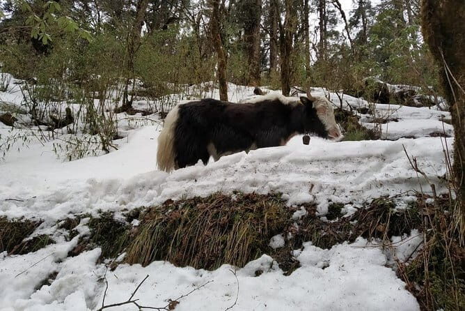 Multi-Day Tour from Pokhara, Poon Hill and Mulde Trek - The Experience of Guides and Local Hospitality