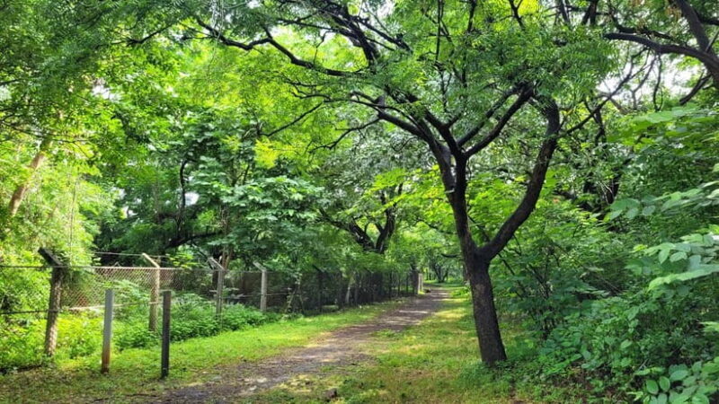 Mumbai: Maharashtra Nature Park Guided Nature Trail - Discovering Maharashtra Nature Park: An Authentic Urban Wilderness