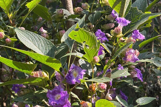 Mumbai Nature Trails Shilonda + Upper Kanheri + Gaimukh - A Deep Dive into the Experience