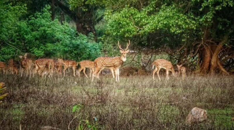 Mumbai : Private Sightseeing & Ancient Kanheri Caves - Good To Know
