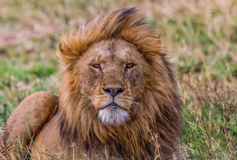 Mumbai to Golden Triangle & Tiger Safari  7-Day India Tour - Who Would Love This Tour?